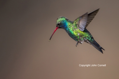 Broad-billed-Hummingbird;Cynanthus-latirostris;Flying-Bird;Hummingbird;Photograp